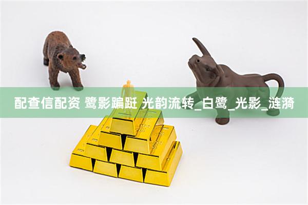 配查信配资 鹭影蹁跹 光韵流转_白鹭_光影_涟漪
